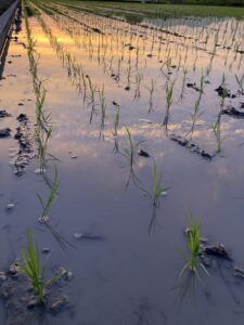 田植え後の田んぼ