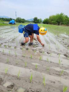 差し苗